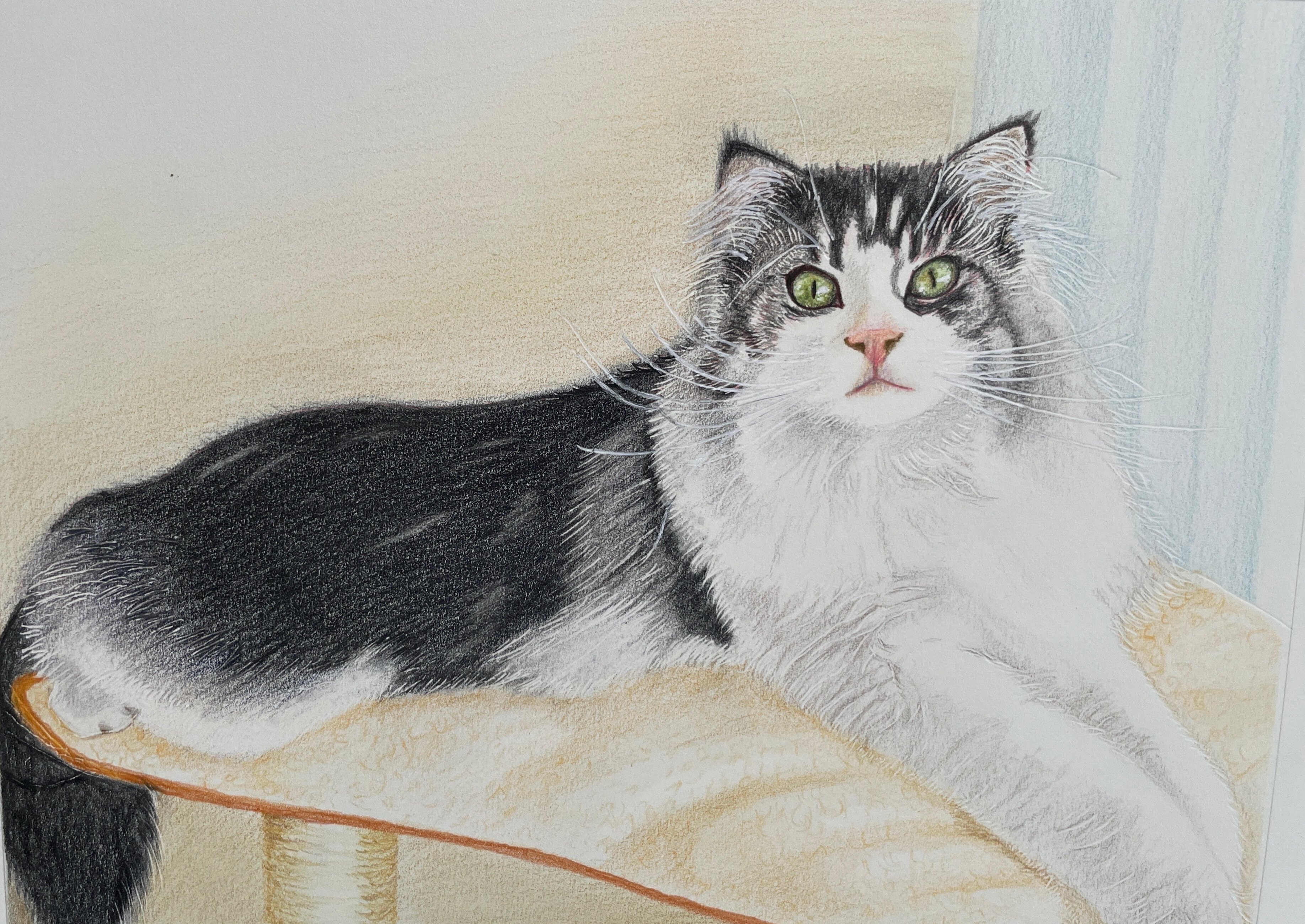 猫の色鉛筆肖像画