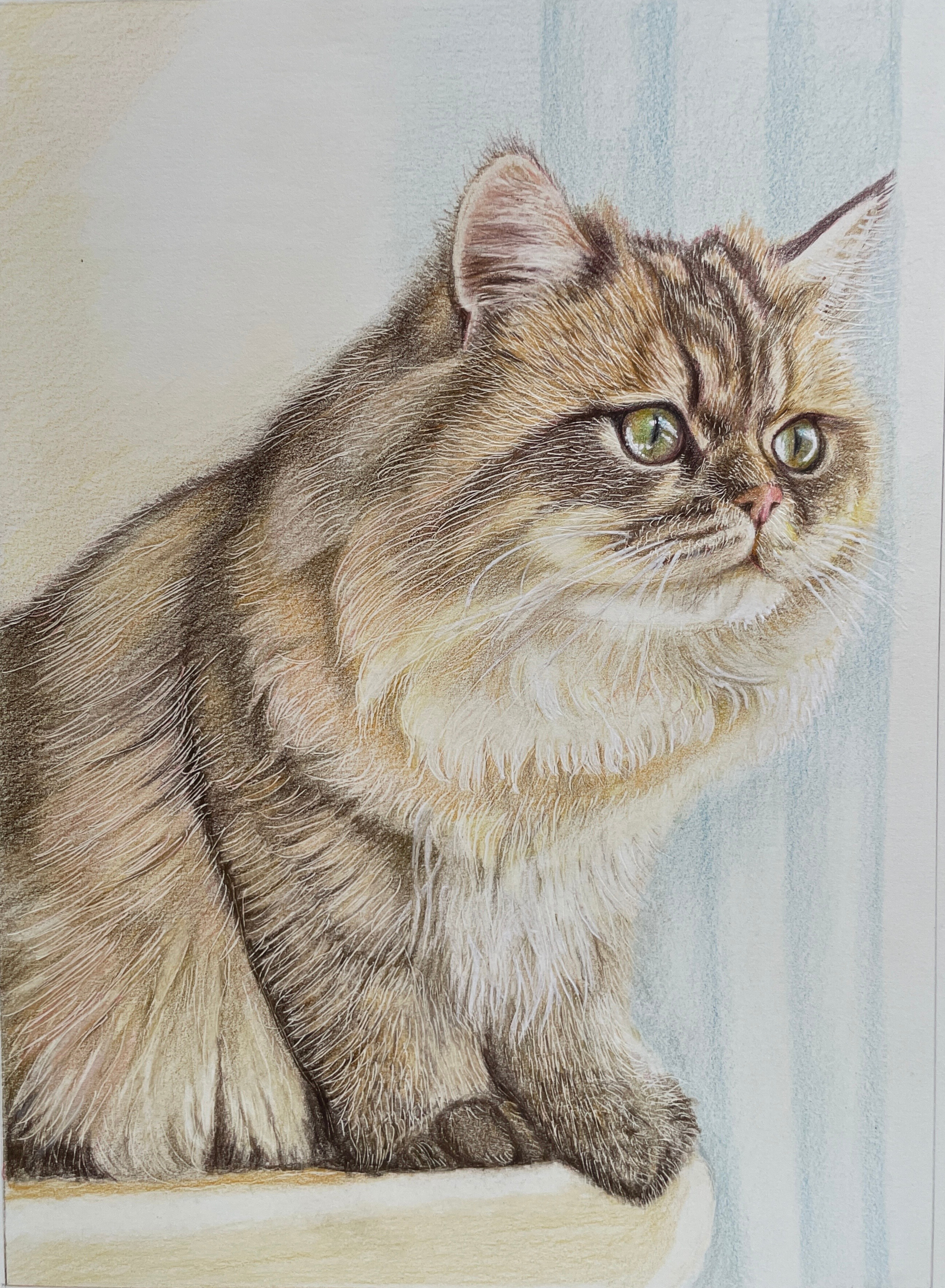 猫の色鉛筆肖像画